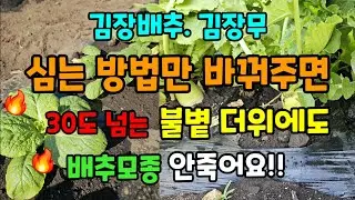 김장배추 김장무 심는 방법만 달리하면 30도가 넘는 불볕더위에도 배추모종 무가 죽지 않고 잘 자랍니다 꼭이렇게 심으세요 #배추키우기 #텃밭농사