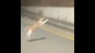 Cheese cat jump🧀🐈