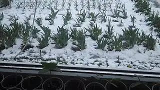Зима в мае/Майские причуды природы