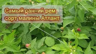 Последствие обратных заморозков на малине и как они влияют на высоту растений