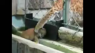 Рысёнок не послушный. The young one is not obedient.