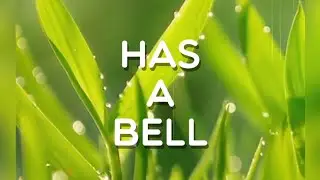 Has a bell, Level 156, Word Crush Answers, 4k 60fps.