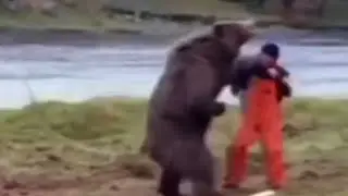 TOP 5 BEAR