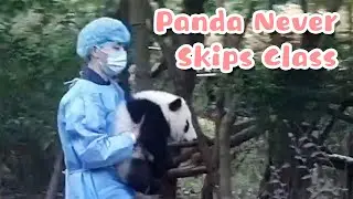 Baby Panda's Failed Attempt to Skip Class | iPanda