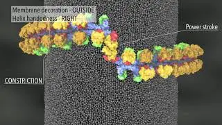 Potential membrane remodelling by Mgm1