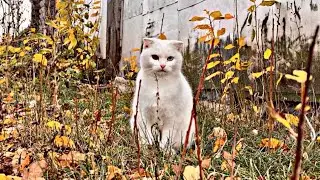 Deaf cat playing outside / Living  with a deaf cat