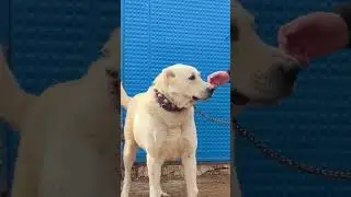 DEV GİBİ BEYAZ ÇOBAN KÖPEKLERİ