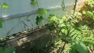 What to do if the grapes do not bear fruit?