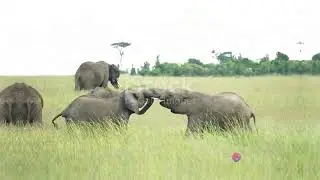 The  Intesting Facts || Unveiling Animal Secrets