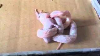 Snow corn snake eating a live fuzzy