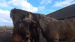 Лошади /Жеребец /обучаем Кобылицу Алену