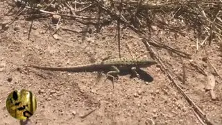 Western Fence Lizard and Side Blotched Lizard catch!!