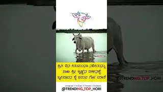 ಪ್ರತಿ ದಿನ ಯಮುನಾ ನದಿಯನ್ನು ದಾಟಿ ಶ್ರೀ ಕೃಷ್ಣ'ನ ದರ್ಶನಕ್ಕೆ ಬೃಂದಾವನ ಕ್ಕೆ ಬರುವ ಗೋ ಮಾತೆ