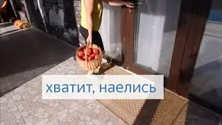 Вот и лето прошло . Убираемся в теплице.