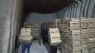 Nevşehir'de Kavak Yer Altı Depolarını Limonlar Süslüyor!