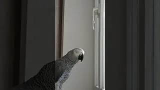 Попугай Гоша