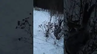 Ловля певчих птиц.