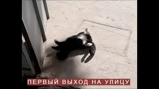 КОТ МАРКИЗ И УЛИЧНЫЕ БОИ ЗА ТЕРРИТОРИЮ.