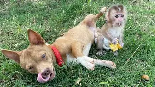 Baby monkey cute | Baby monkey sulking
