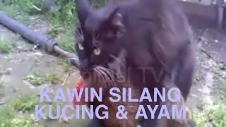 KUCING KAWIN SILANG DENGAN AYAM