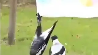 Твой друг когда напился в хлам