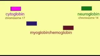 GENOME: DUPLICATIONS IN GLOBIN GENES