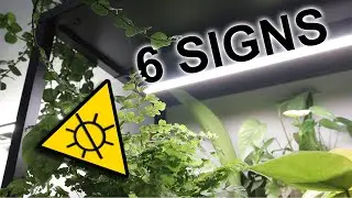 Are Your Plants Suffering? 6 Light Deficiency Signs🪴