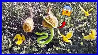 When the Hunt Goes Wrong: Birds Take On a Snake!