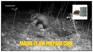 Badger mother prepares the den for the cubs 🦡🐾🌼