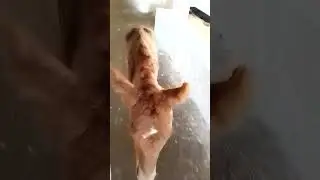 Подопечный мой🥰