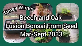 Beech And Oak Fusion Bonsai Projects From Seed Mar Sept 2023
