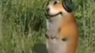 стич купи гпо