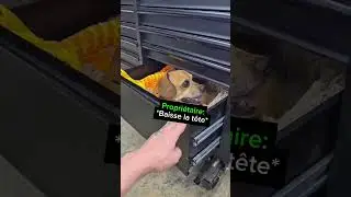 Son Chien Était Assis À L’intérieur Du Tiroir 😳