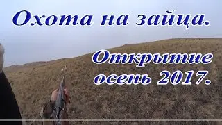 Охота на зайца. Открытие сезона осень 2017-2018.