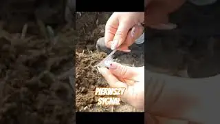 Pierwszy sygnał Oli.