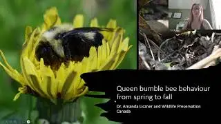 Pollinator Week 2023 - QUEEN BUMBLE BEE BEHAVIOUR FROM SPRING TO FALL with Amanda Liczner