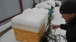 Гибель семьи пчел и причина ее гибели.Как извлечь пчел из суши после гибели семьи. (ч.1)