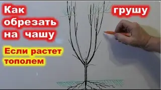 Как ИСПРАВИТЬ ГРУШУ с УЗКОЙ КРОНОЙ. переформировка в чашу.