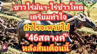 เตรียมโดนหักออก46สตางค์!ไร่มันฯรีบฟังข้าวโพดต้องรีบรู้#ตอง8