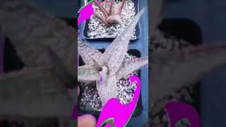 #Succulent #plant #succulents #plants #cactus #propagation #homegarden #care #tips