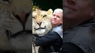 Liger, the hybrid between a lion and a tiger created by man 🤔🐯 