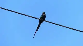Paradise Jacamar (Galbula dea dea), French Guiana