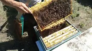 Молодые семьи Карника и Бакфаст на 11.09.22 г.