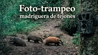 Madriguera de tejones_2 #badgers #trailcamera #animalesmaravillosos