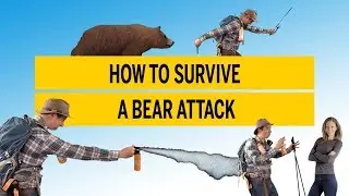 How to survive a bear attack