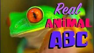 REAL ANIMAL ALPHABET | Phonic Song | Animals ABC