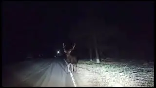 Наглые деревенские олени )