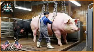How Chinese Farmers Process 100 Pigs A Day In A Factory | Farming Documentary