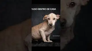 #dogphotography #cachorrodesaparecido #cachorro #podpets #pets #dog #cachorros #luto #petlover