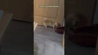 Подглядываю за охотой #собака #чихуахуа #счастливаяулитка